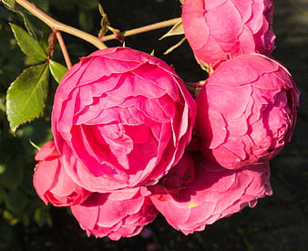 Vibrant Pink Roses in Sunlight Close-Up