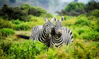 Two Zebras Standing Together in Green African Savanna