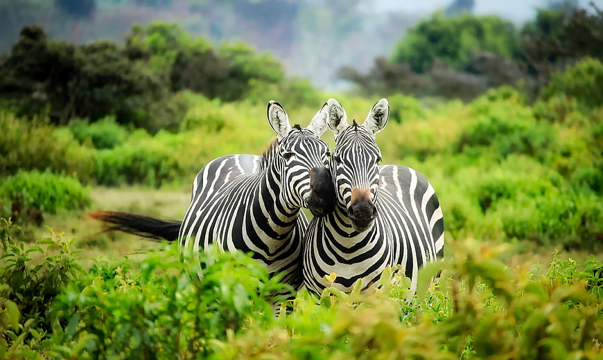 Two Zebras Standing Together in Green African Savanna