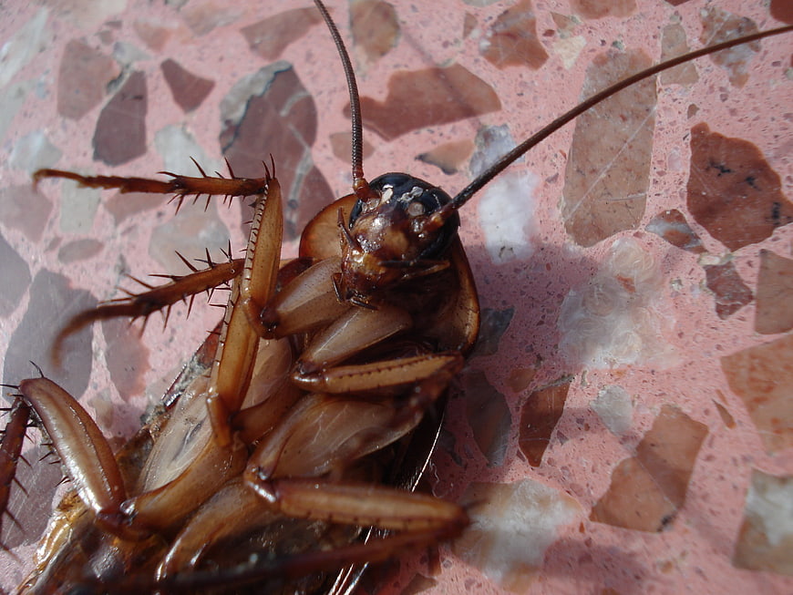 Close-up of a dead cockroach on pink terrazzo floor