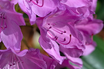 Close-up of vibrant pink rhododendron flowers in bloom