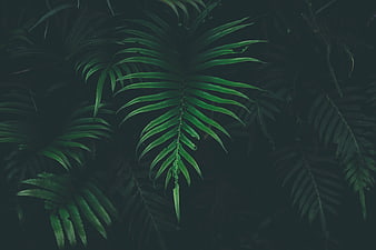 Dark moody green fern leaves background