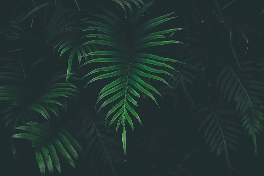 Dark moody green fern leaves background