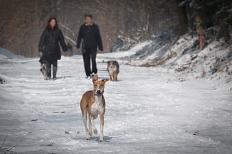 Happy brown and white dog running on snowy winter path
