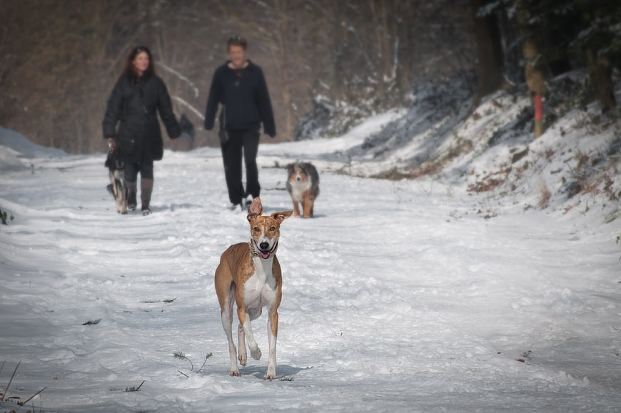 Happy brown and white dog running on snowy winter path