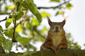 Cute Red Squirrel Perched on Tree Branch Closeup