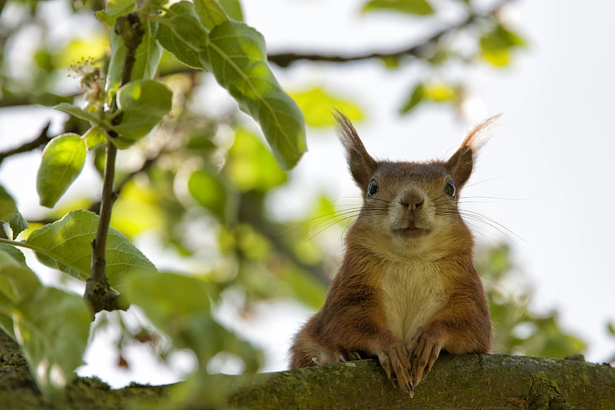 Cute Red Squirrel Perched on Tree Branch Closeup