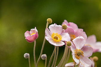 Close-up of delicate pink Japanese anemone flowers with yellow centers