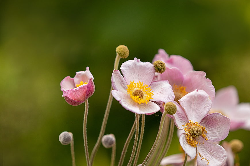 Close-up of delicate pink Japanese anemone flowers with yellow centers