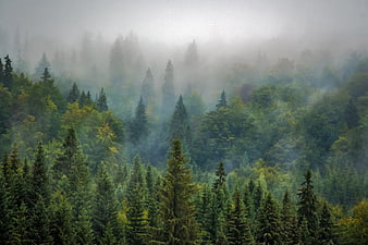 Misty coniferous forest landscape with foggy pine trees