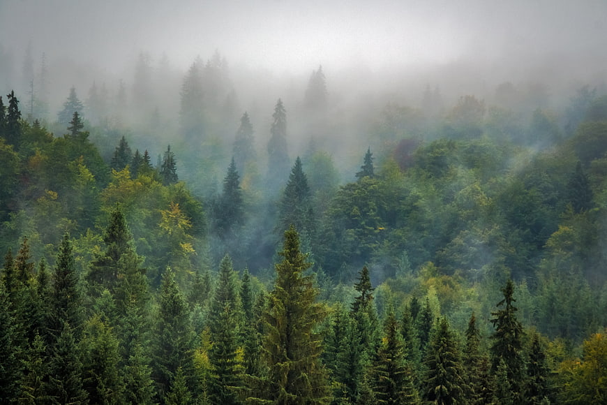 Misty coniferous forest landscape with foggy pine trees