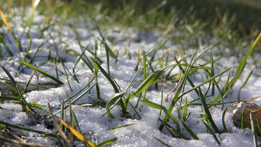 Green grass blades poking through melting snow