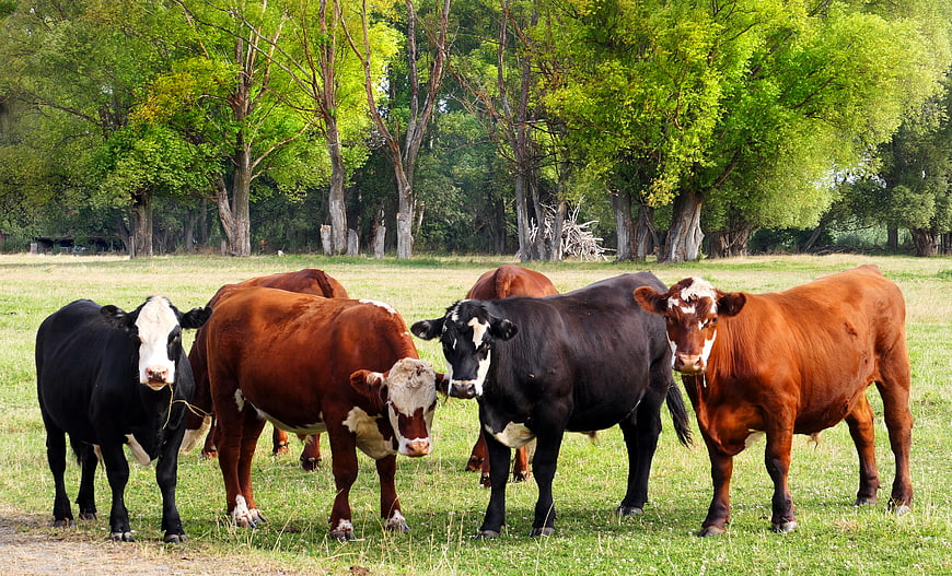 Herd of Cows Standing in Green Pasture