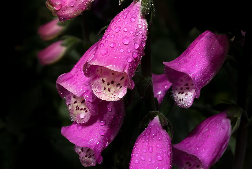 Vibrant pink foxglove flowers with raindrops
