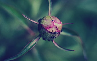 Close-up of a pink flower bud with ants on green background