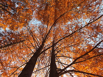 Low angle view of tall trees with vibrant orange autumn leaves against blue sky