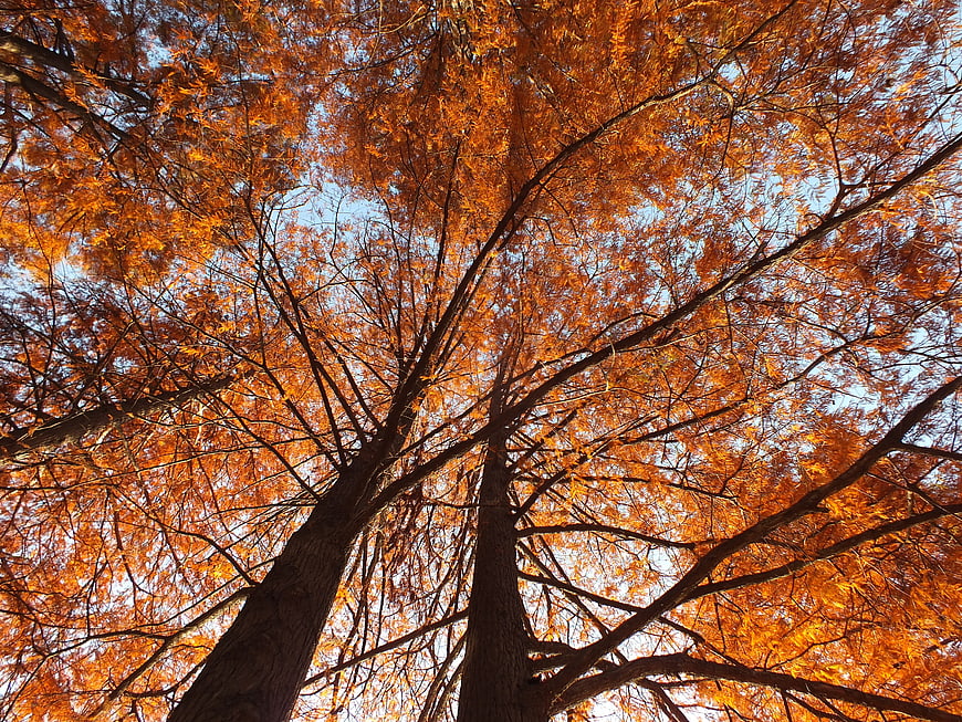 Low angle view of tall trees with vibrant orange autumn leaves against blue sky
