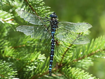Blue and Black Dragonfly on Pine Branch