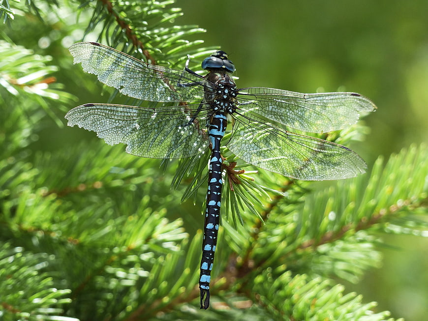 Blue and Black Dragonfly on Pine Branch