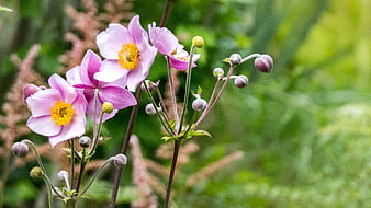 Pink Japanese Anemone Flowers with Yellow Centers in Garden