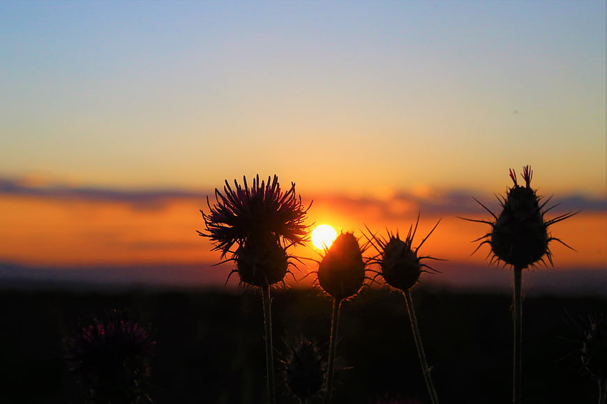 Silhouetted Thistle Flowers Against Vibrant Orange Sunset Sky