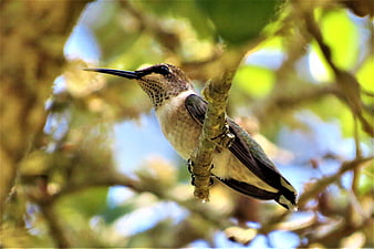 Hummingbird perched on branch in natural setting