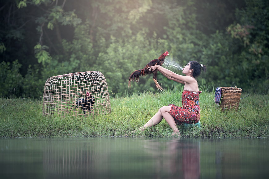Woman washing rooster in river with bamboo cage