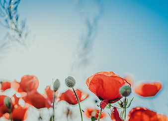 Red Poppies Against Blue Sky with Shallow Depth of Field