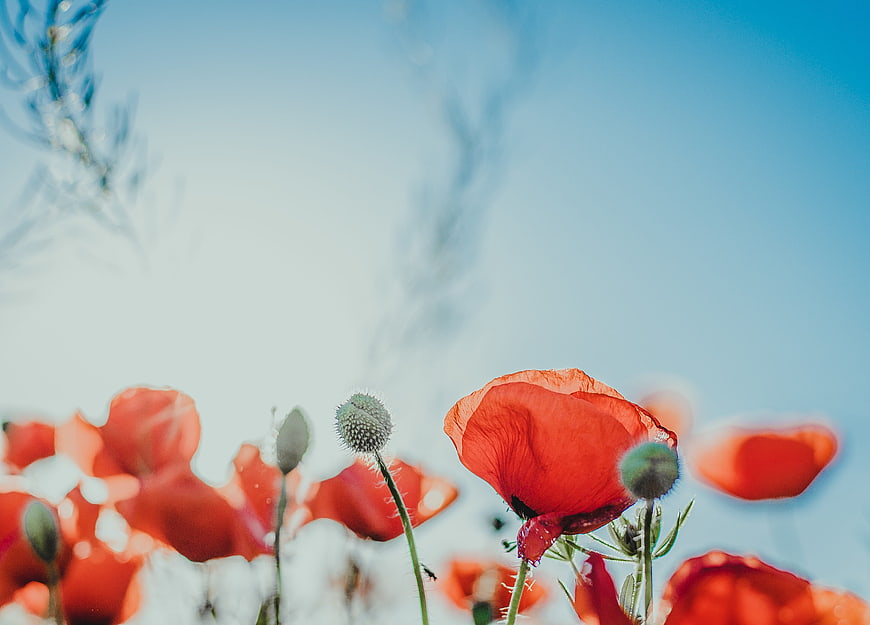 Red Poppies Against Blue Sky with Shallow Depth of Field