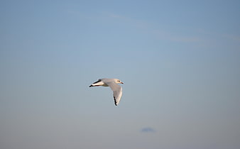 Seagull Flying Against Clear Blue Sky