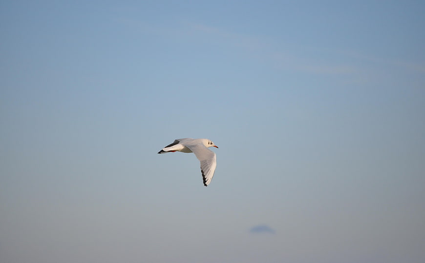 Seagull Flying Against Clear Blue Sky