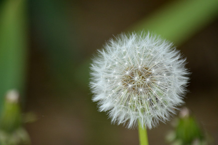 Close-up of a white dandelion seed head in nature