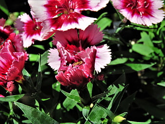 Vibrant Pink and White Dianthus Flowers in Garden