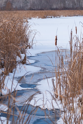 Frozen winter stream winding through snowy reeds and ice