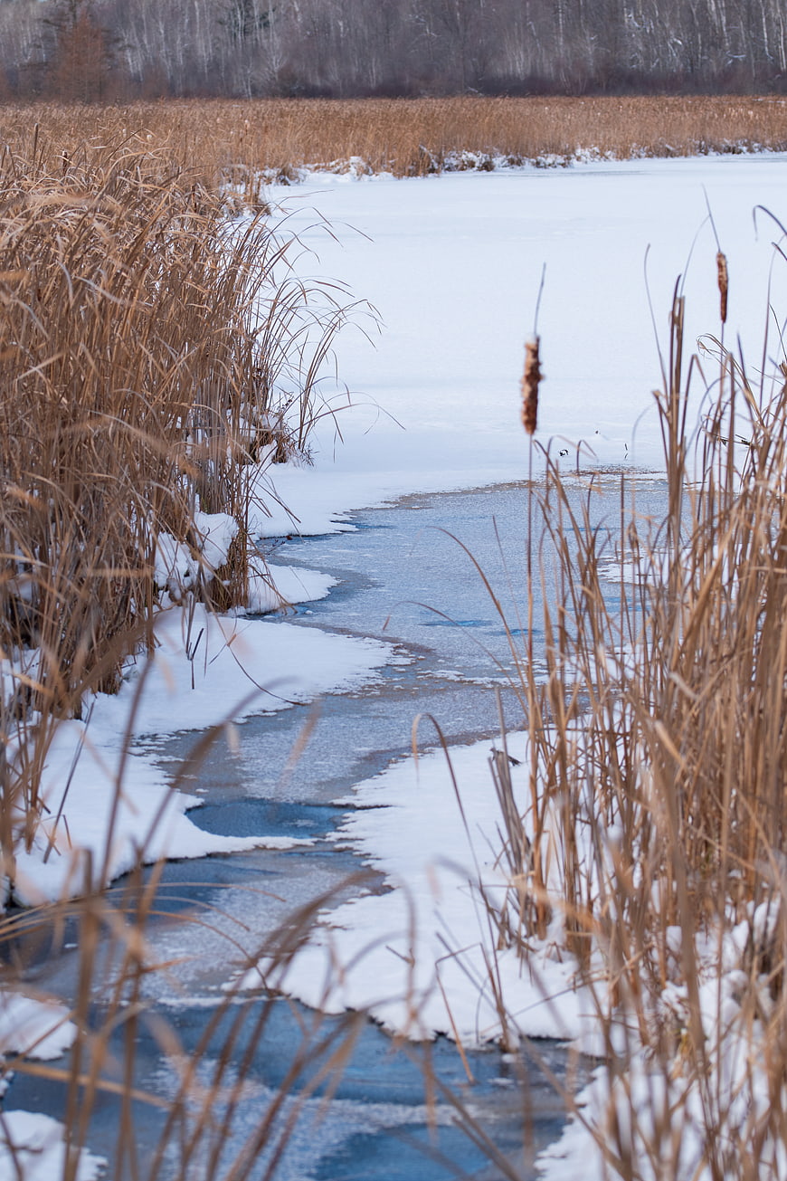 Frozen winter stream winding through snowy reeds and ice