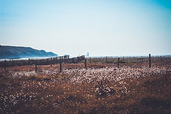 Cotton grass field with wooden fence and coastal lighthouse