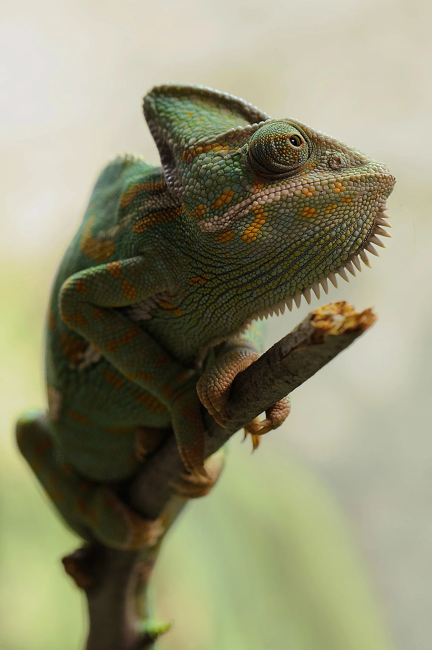 Close-up of a Veiled Chameleon on a Branch