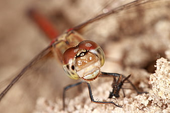 Macro Close-Up of Red Dragonfly Head on Sand