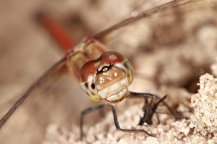 Macro Close-Up of Red Dragonfly Head on Sand