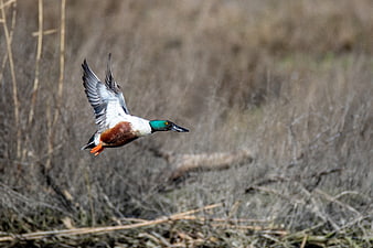 Green-winged Teal Duck Flying in Flight