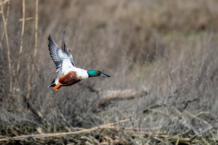 Green-winged Teal Duck Flying in Flight
