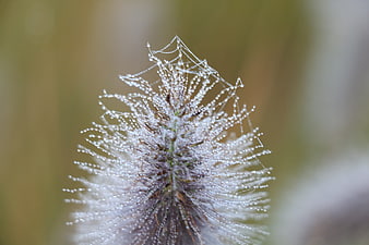 Macro photography of dew drops on a spider web and plant
