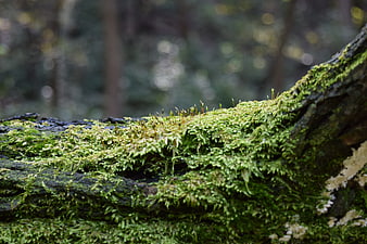 Close-up of vibrant green moss growing on a decaying forest log