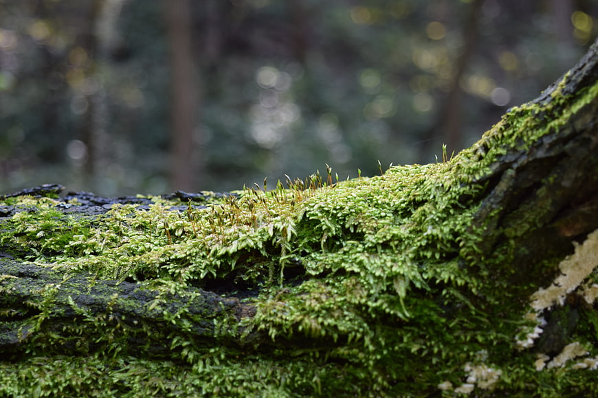 Close-up of vibrant green moss growing on a decaying forest log