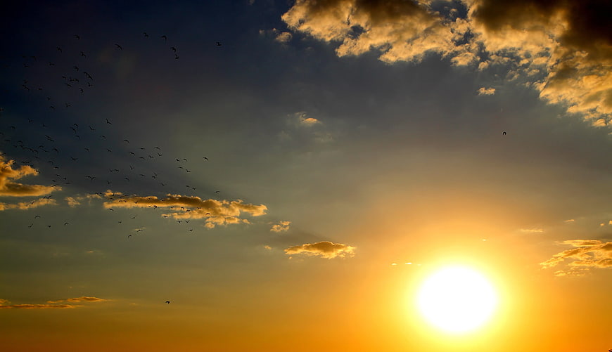 Flock of Birds Flying Against Golden Sunset Sky