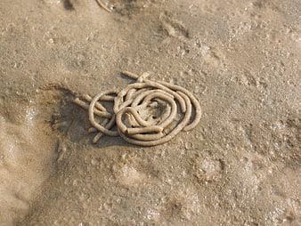 Lugworm castings on wet sand beach texture