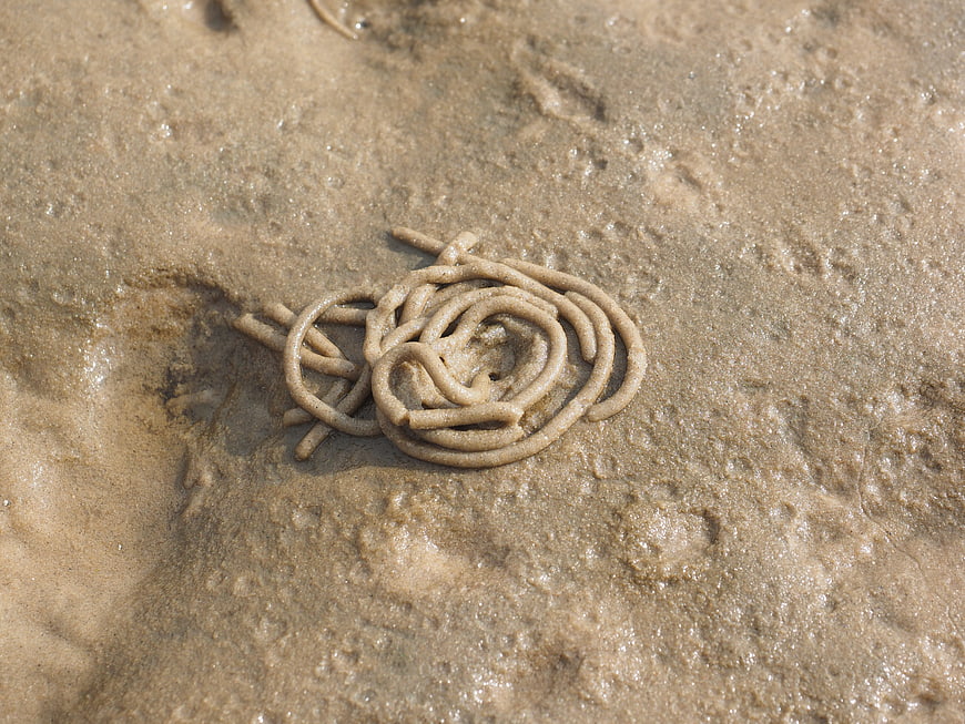 Lugworm castings on wet sand beach texture