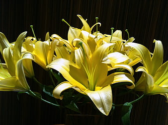 Bright Yellow Lilies in a Vase Against Dark Background