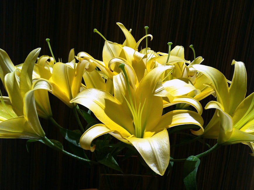 Bright Yellow Lilies in a Vase Against Dark Background