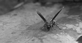 Close-up of a wasp on a textured surface in black and white
